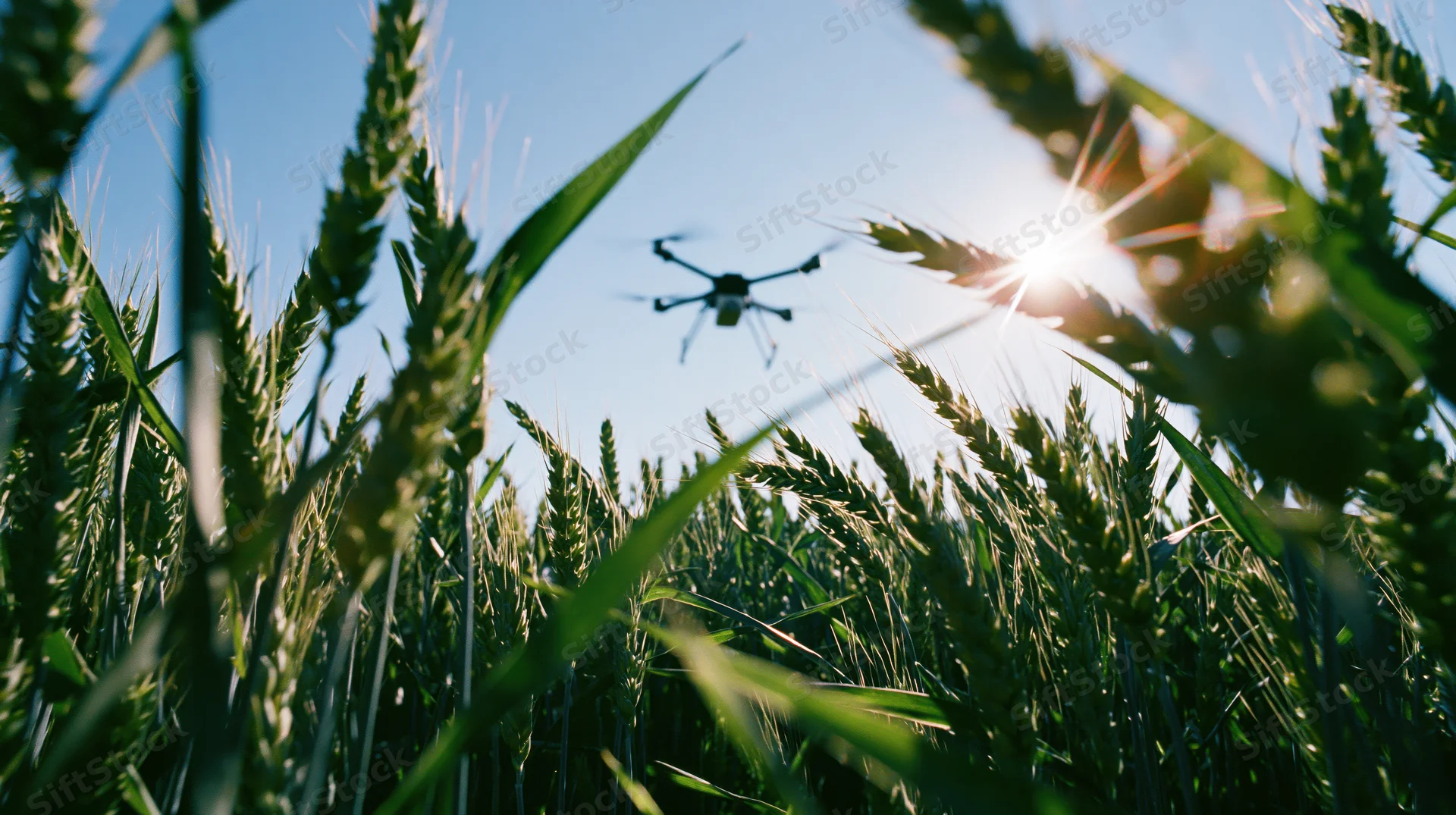 Drone hovering low over wheat field with sun flare