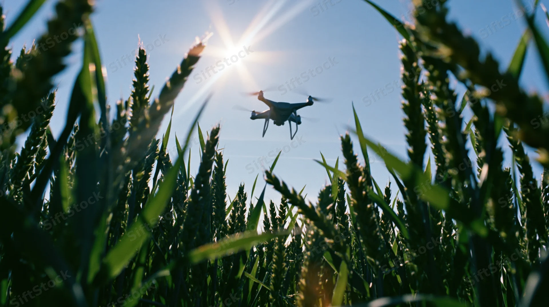 Drone flying over wheat field under bright sun