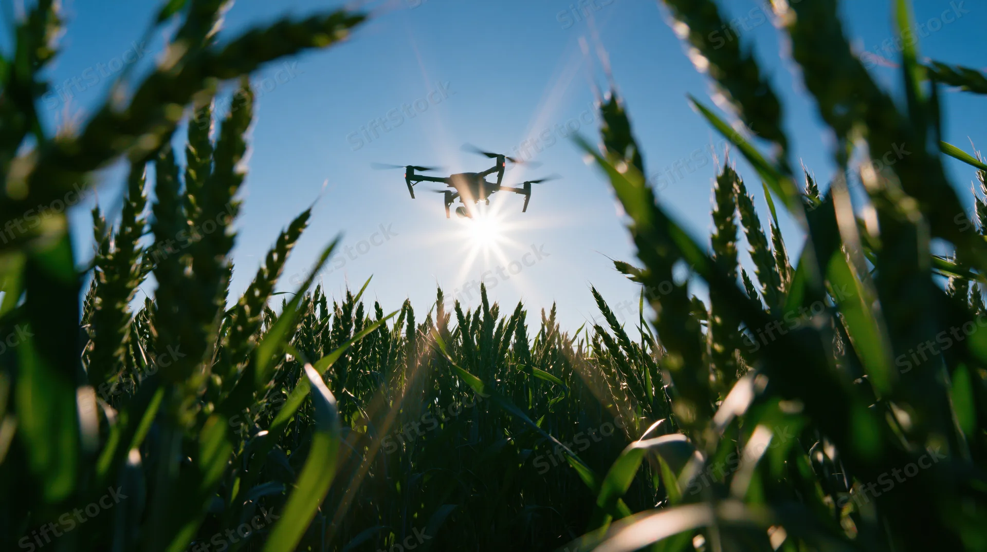 Agricultural drone hovering over a wheat field shot from ground