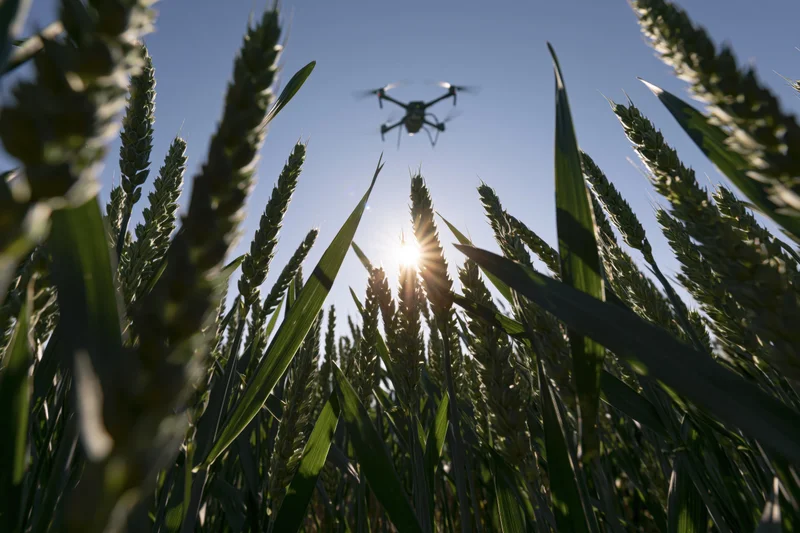 Drone hovering low over wheat field with sun shining through stalks