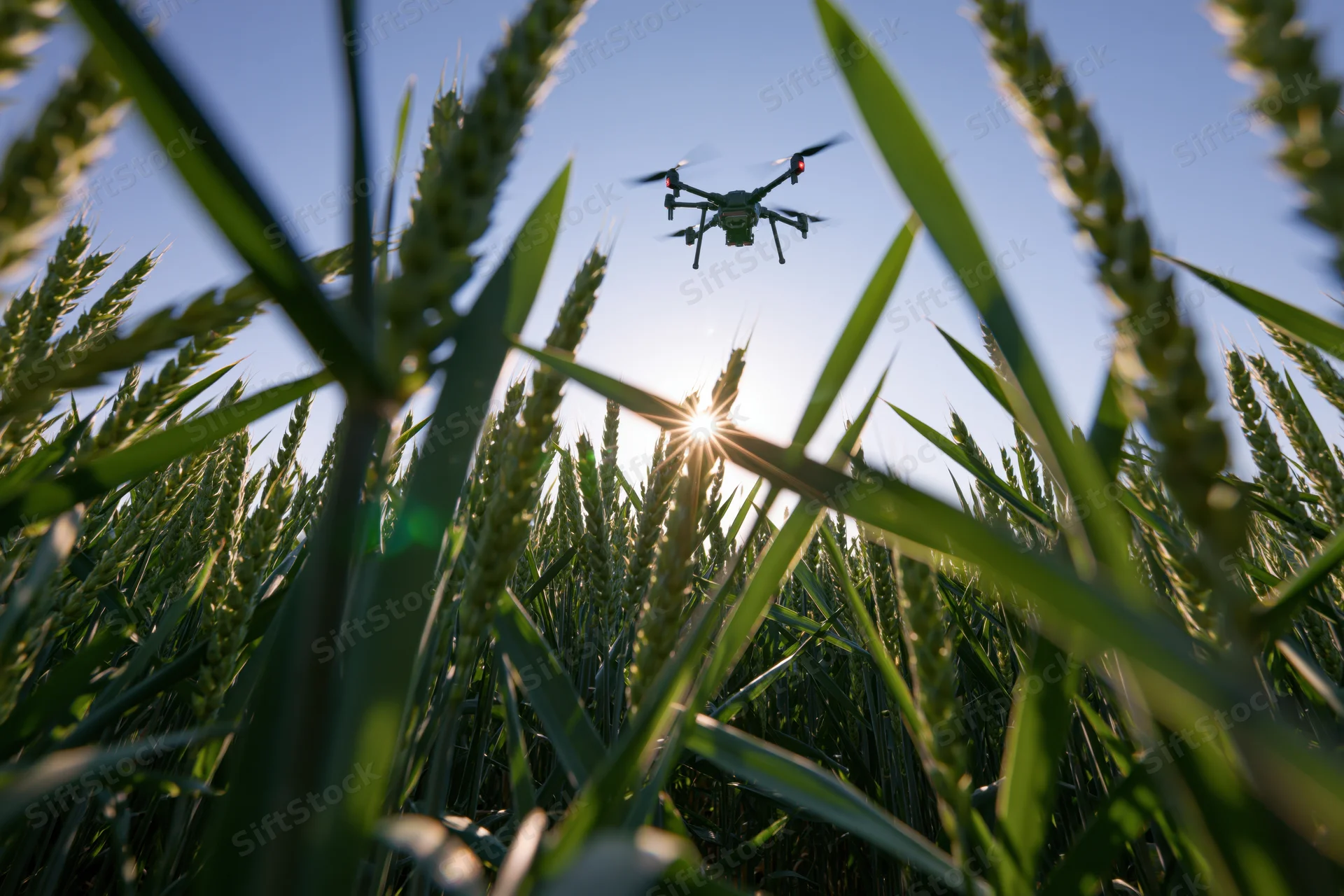 Drone hovering over wheat field at sunrise
