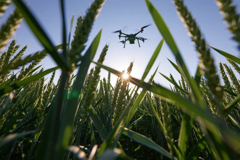 Drone hovering over wheat field at sunrise
