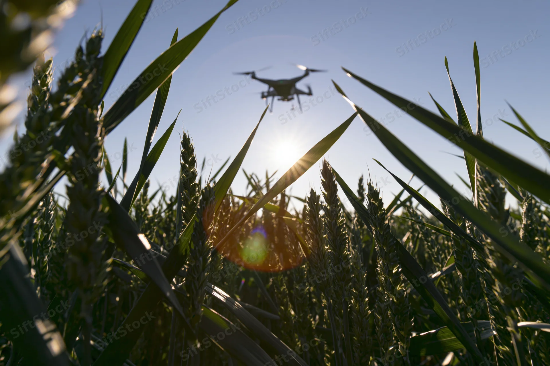 Drone hovering low over wheat field at sunrise