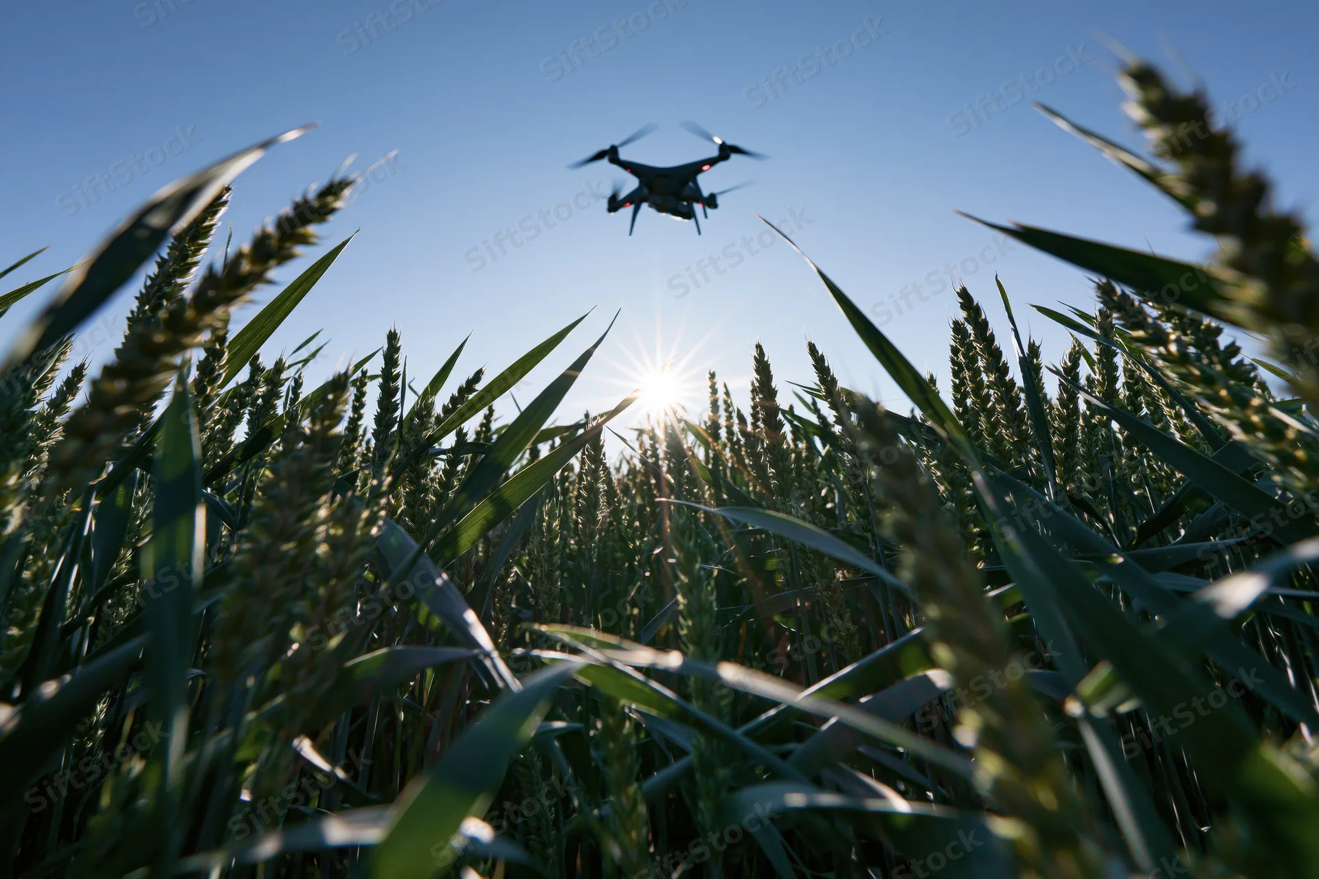 Drone hovering over wheat field at sunrise