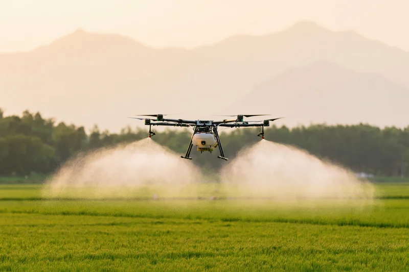 Agricultural drone spraying crops over a green rice field at sunset