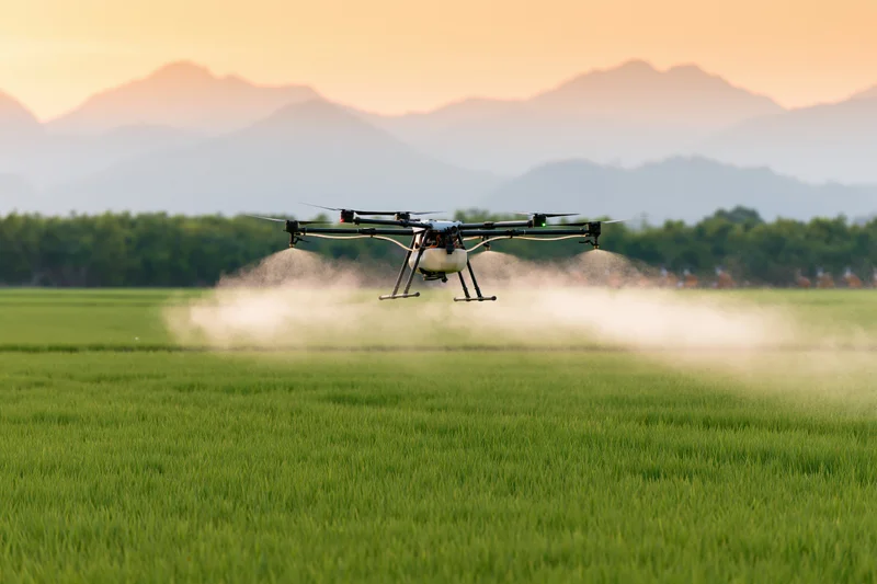 Drone hovering low over green rice field spraying mist at sunset with mountains in background