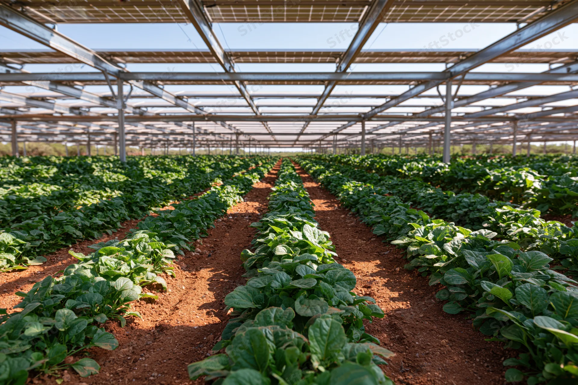 Rows of spinach growing under solar panel canopy in an agrivoltaic farm field