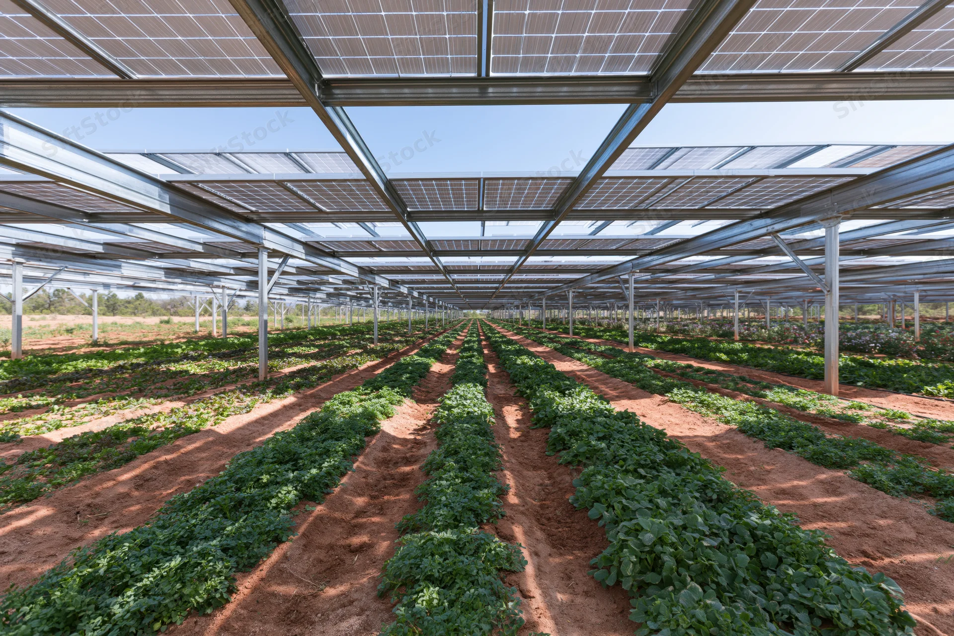 Rows of low-growing vegetable crops growing under solar panels in an agrivoltaic farm