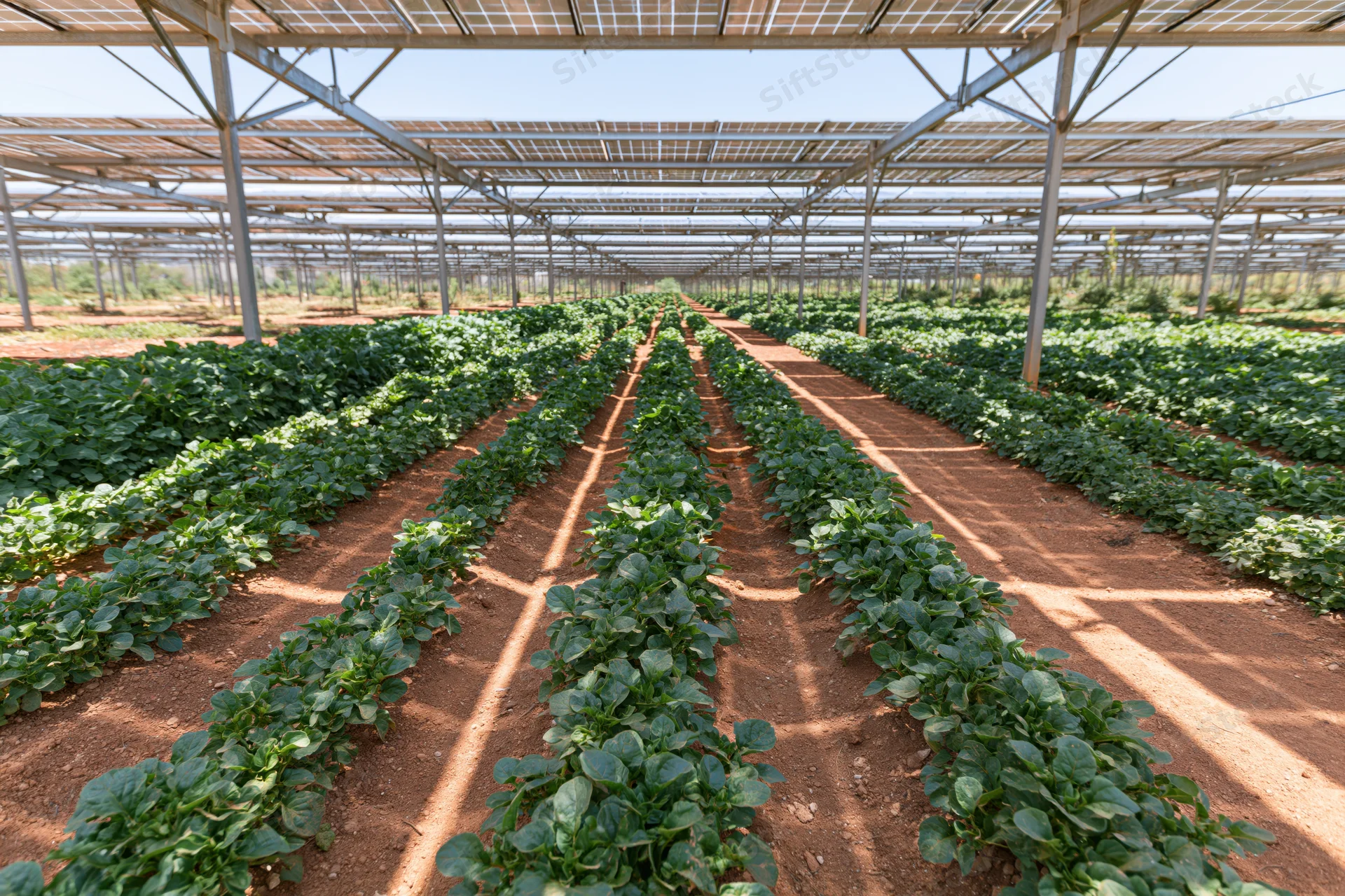 Rows of leafy vegetable crops growing under solar panel canopy in agrivoltaic farm