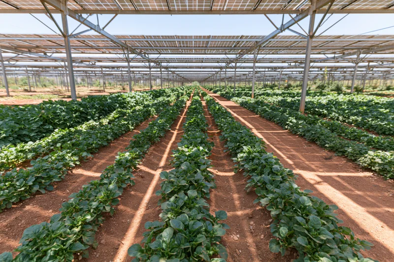 Rows of leafy vegetable crops growing under solar panel canopy in agrivoltaic farm