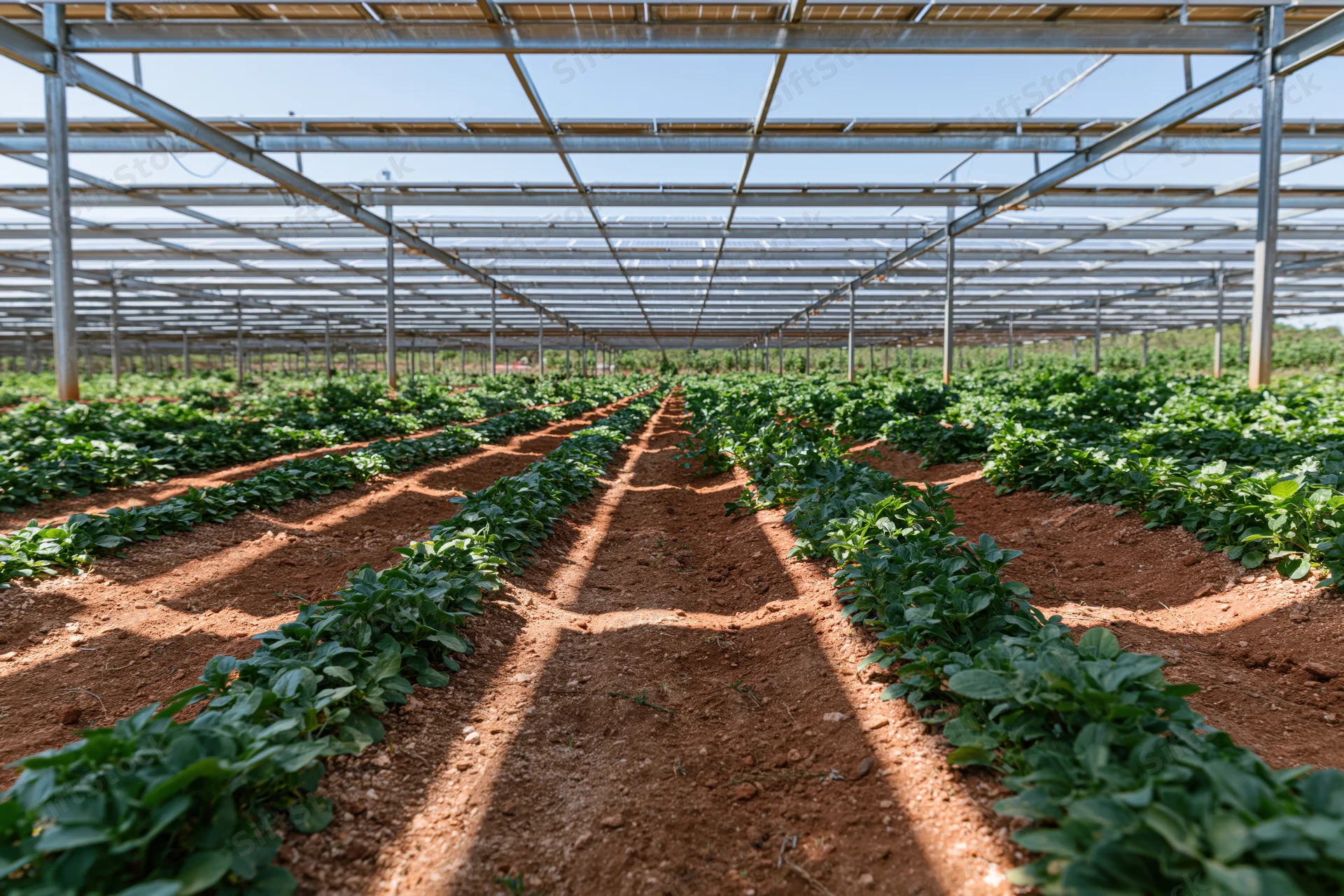 Rows of leafy vegetable crops growing under solar panel framework in an agrivoltaic farm