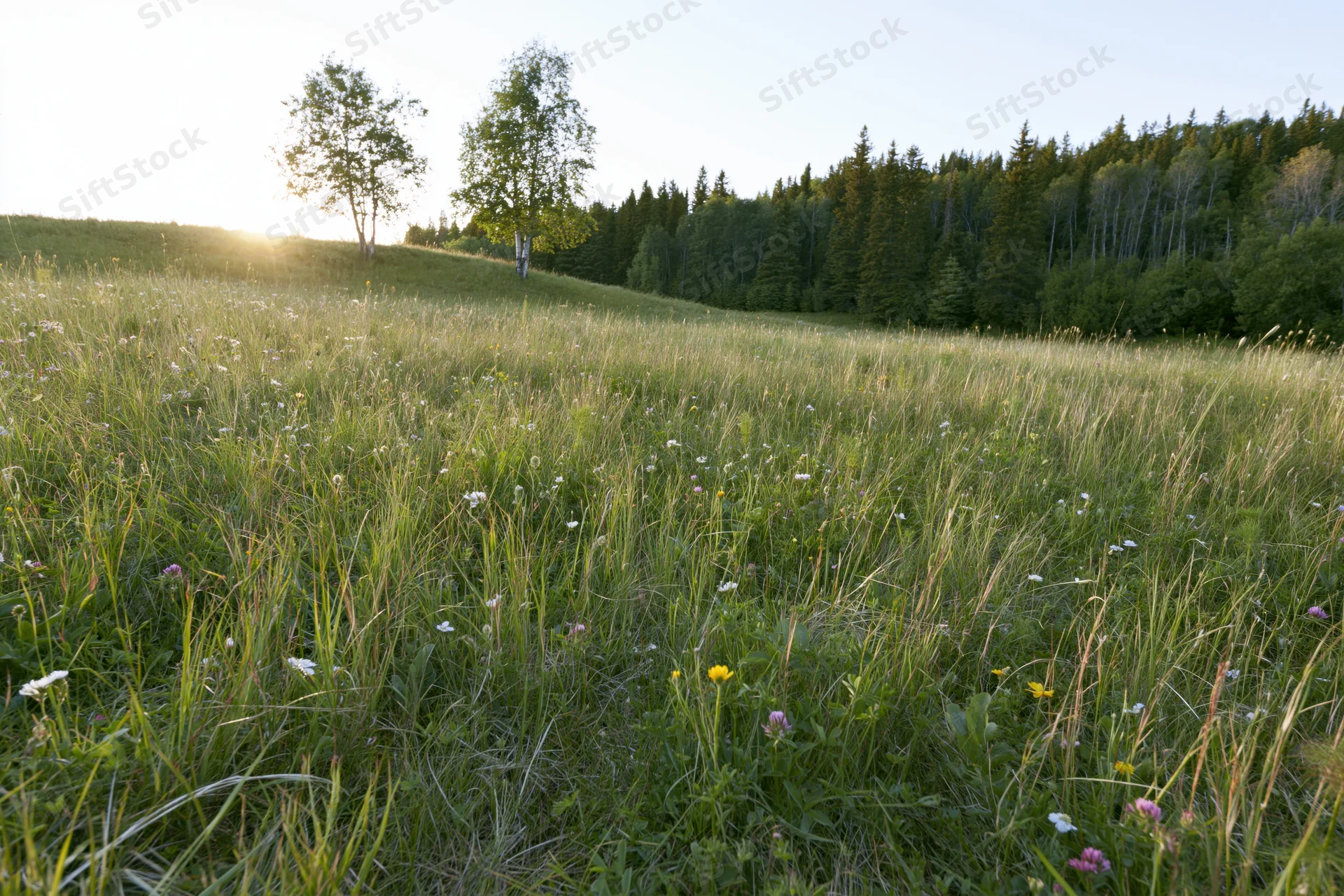 Alpine meadow in summer bloom with wildflowers and trees on a hillside at sunrise
