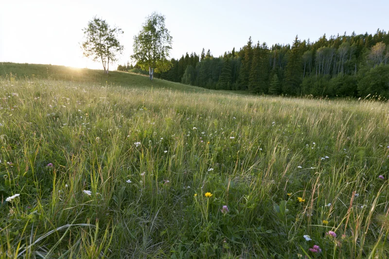 Alpine meadow in summer bloom with wildflowers and trees on a hillside at sunrise
