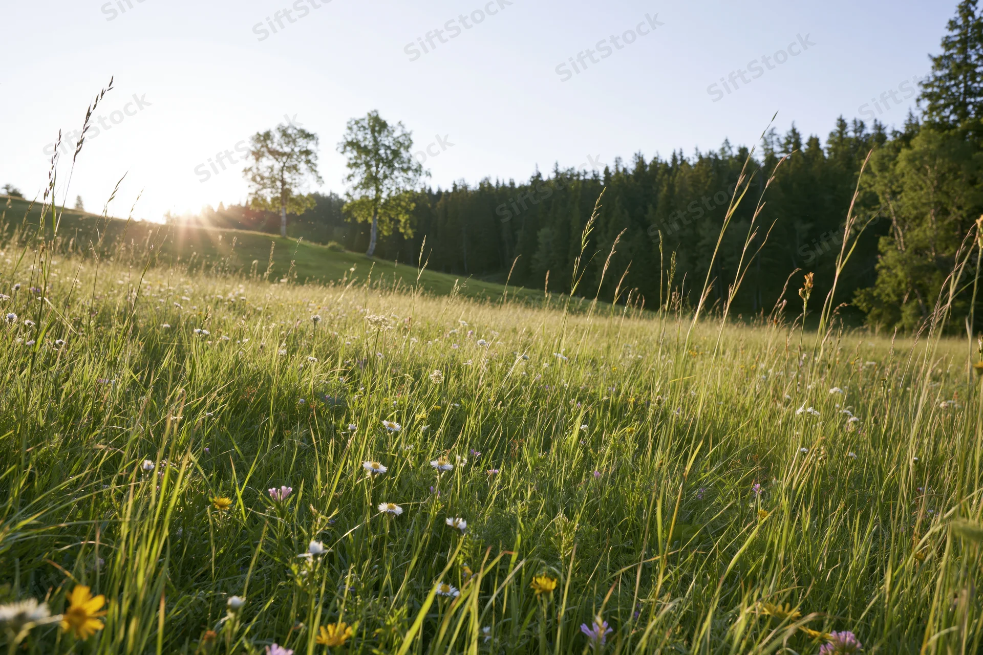 Sunlit alpine meadow in full summer bloom with wildflowers and trees on a hillside