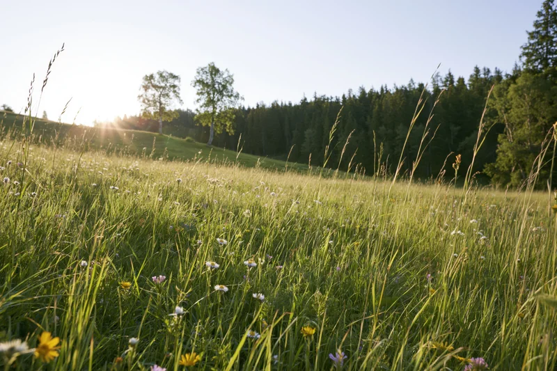 Sunlit alpine meadow in full summer bloom with wildflowers and trees on a hillside