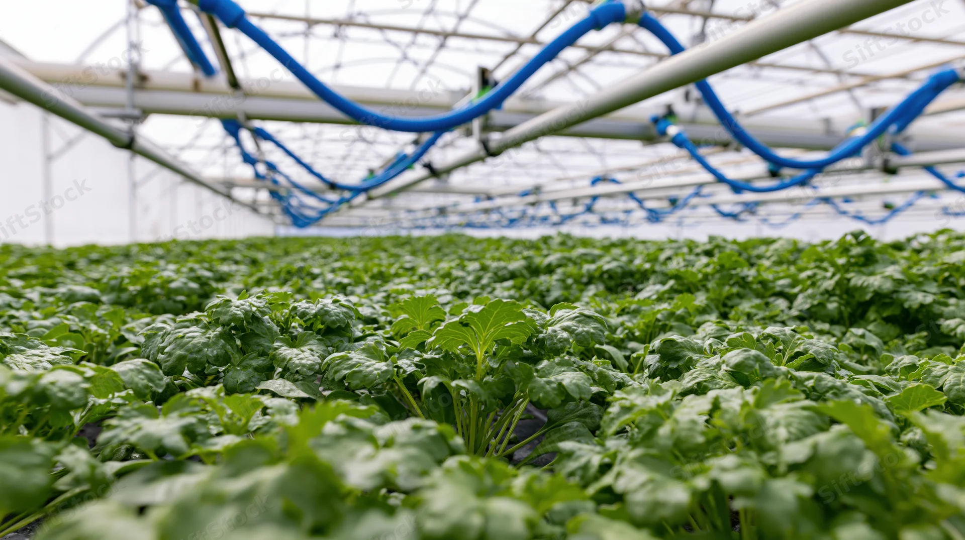 Rows of leafy green plants growing under automated overhead drip irrigation system in greenhouse