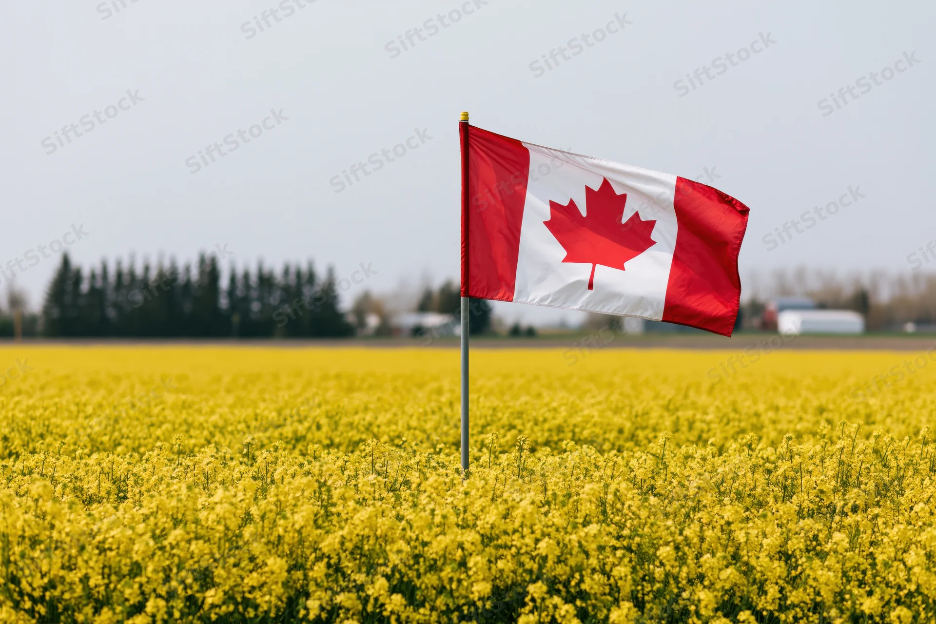 Canadian flag waving on a pole in a yellow canola field