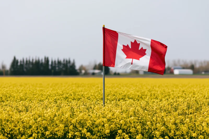 Canadian flag waving on a pole in a yellow canola field