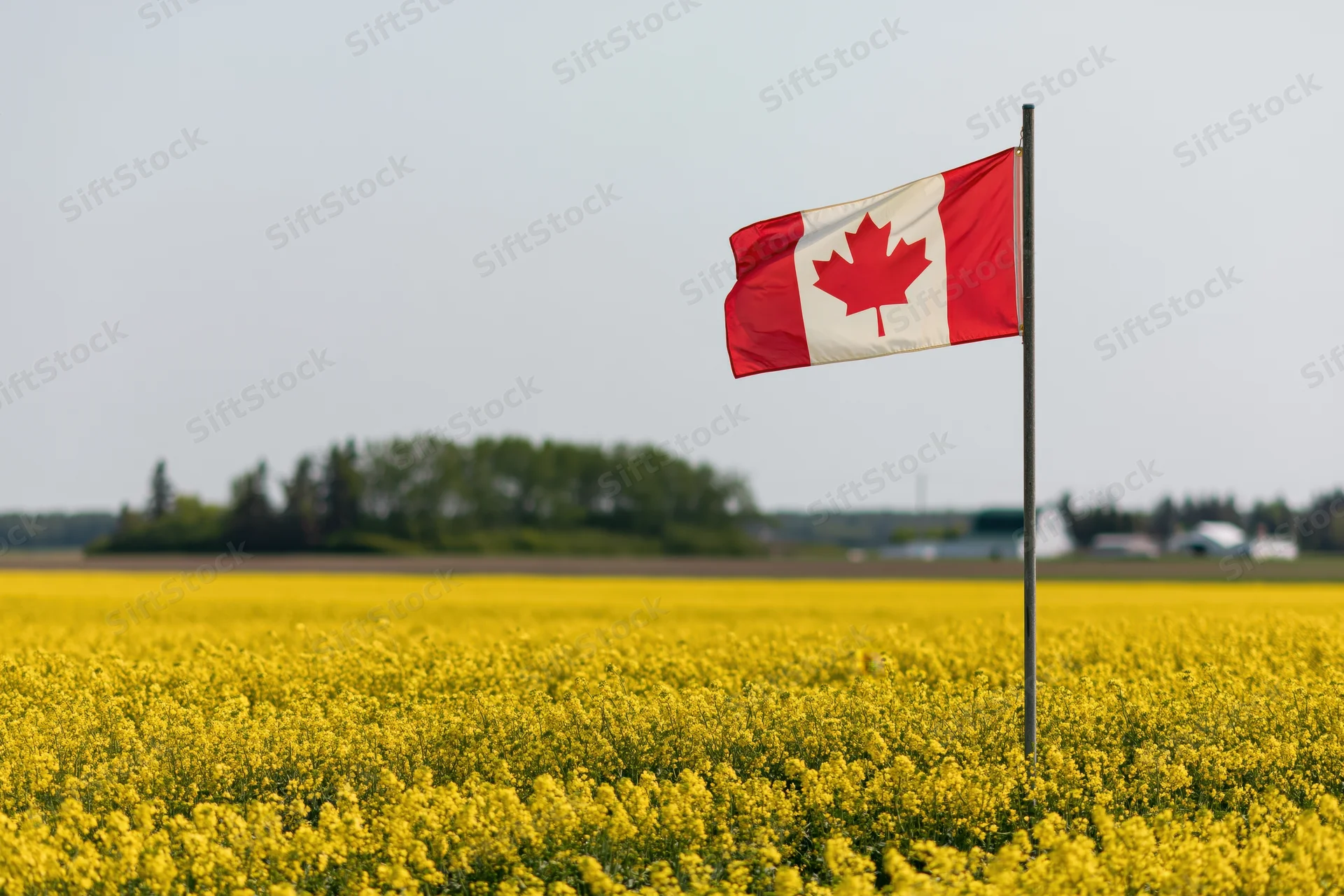 Canadian flag flying on a pole above a vast yellow canola field in spring
