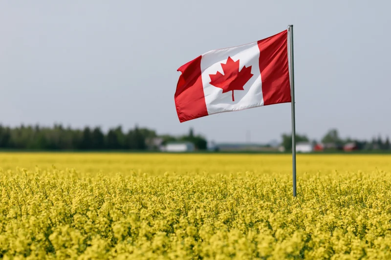 Canadian flag waving on a pole above a vast canola field in spring