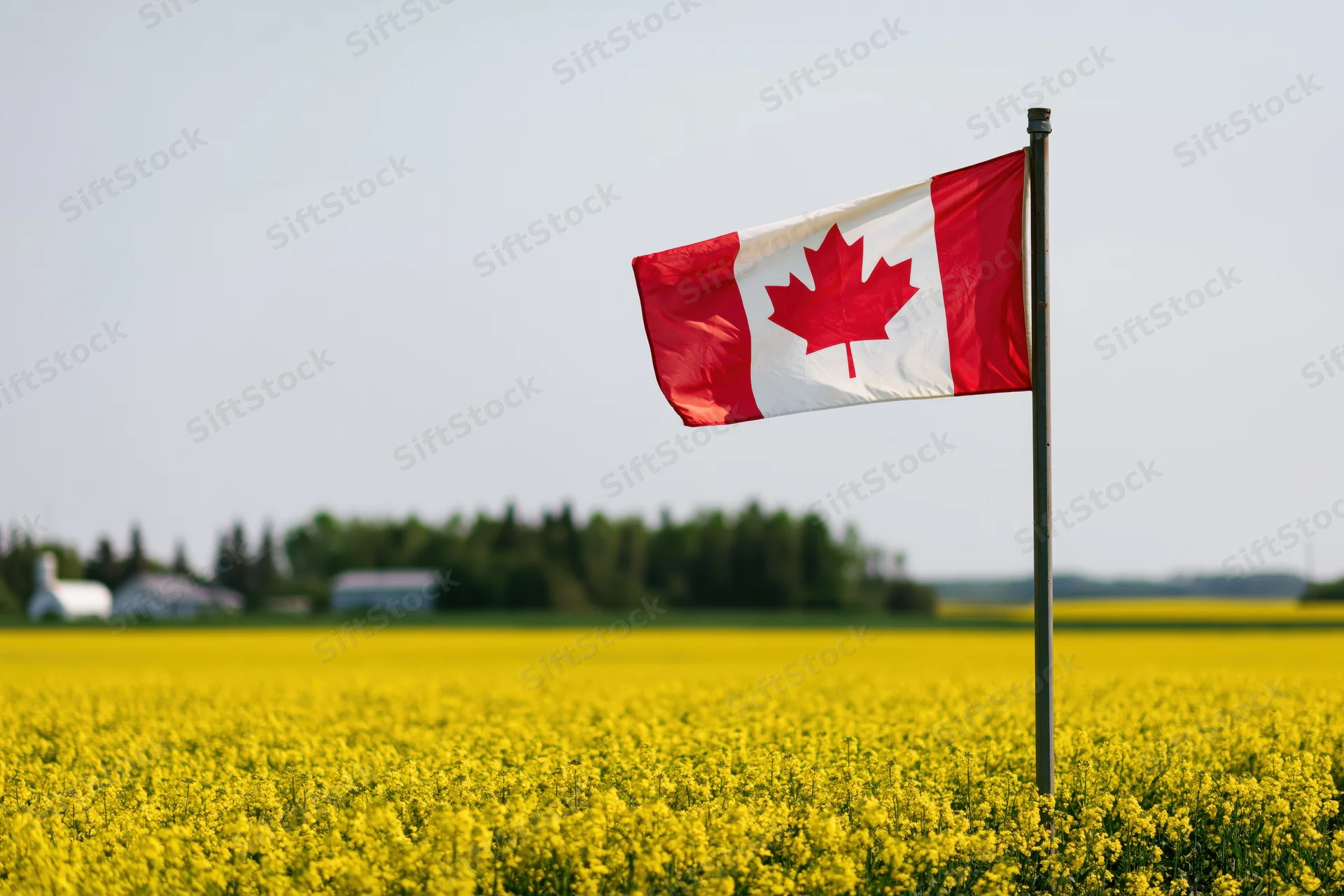 Canadian flag waving on a pole above a yellow canola field in rural countryside