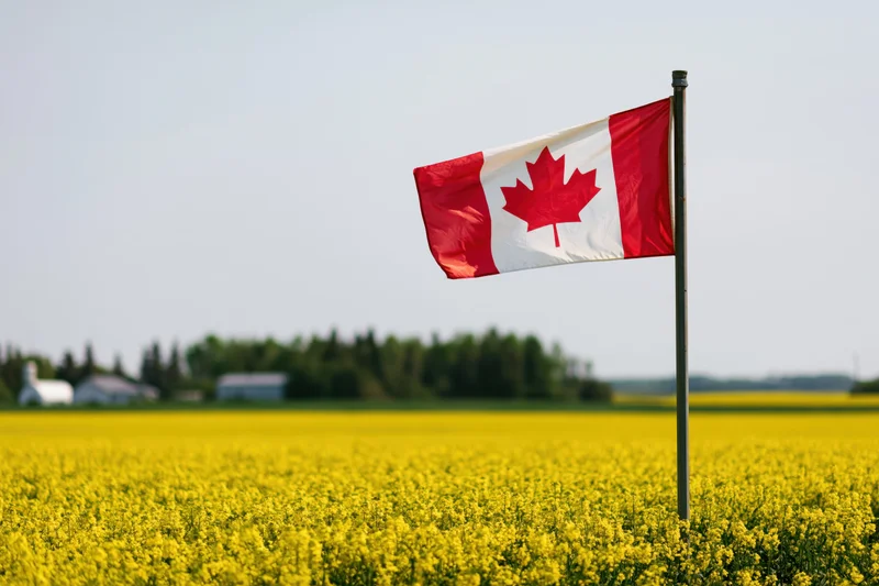 Canadian flag waving on a pole above a yellow canola field in rural countryside