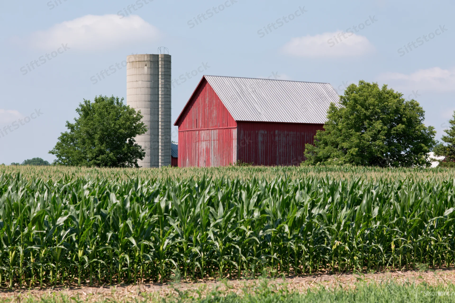 Red wooden barn and concrete silo behind a cornfield in a midwestern rural landscape