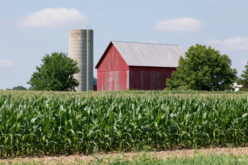 Red wooden barn and concrete silo behind a cornfield in a midwestern rural landscape