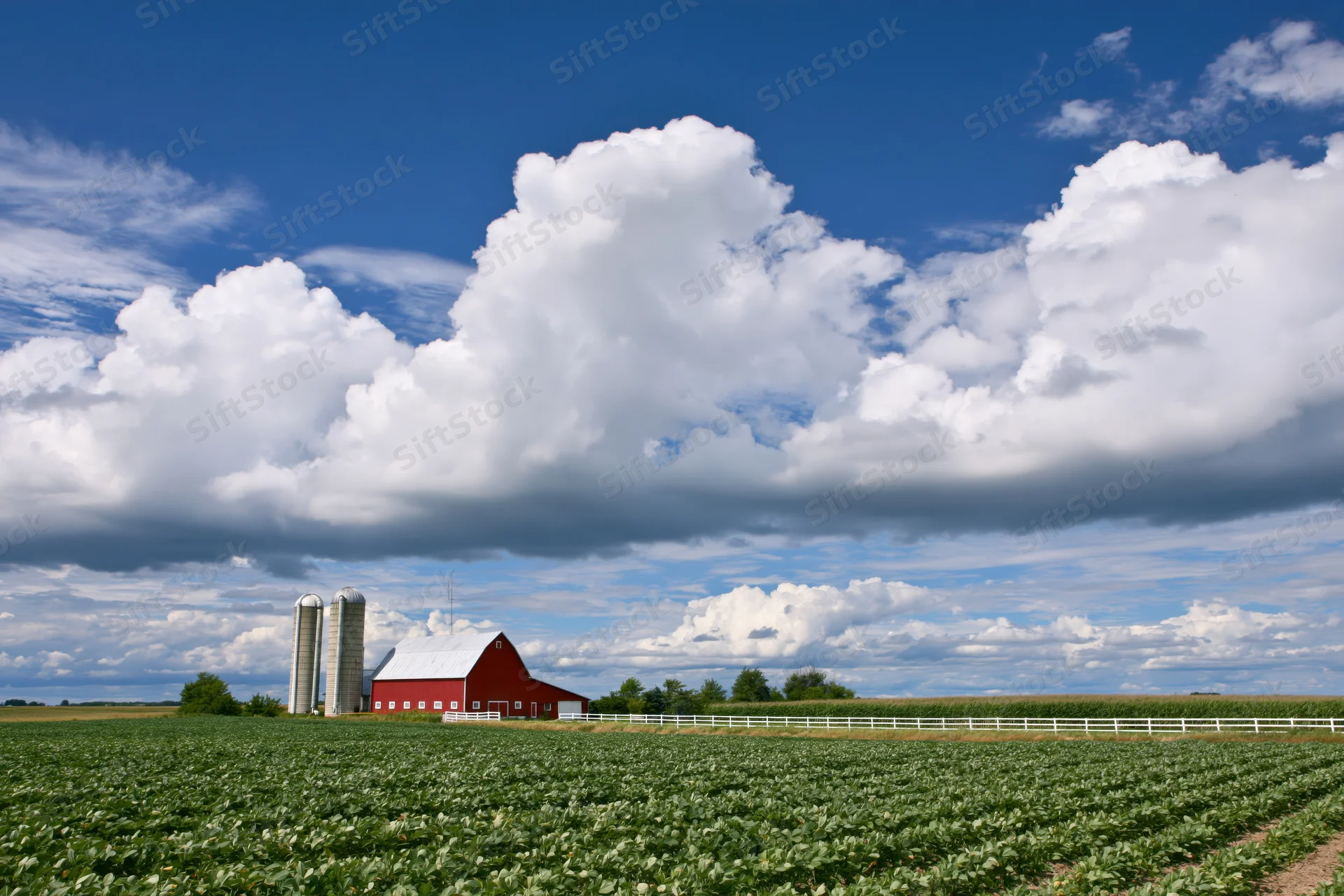 Red barn with grain silos behind rows of soybean crops under a blue sky with white clouds