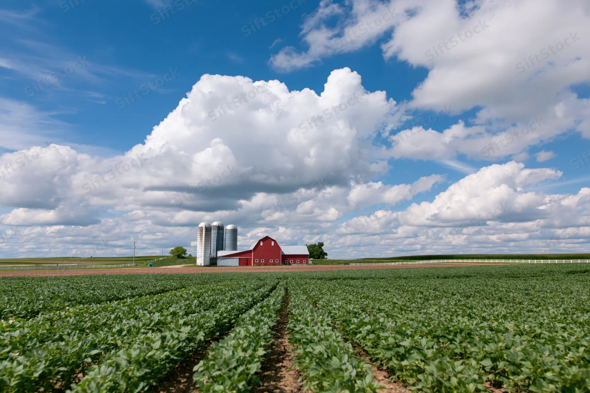 Rows of soybean plants in a field with a red barn and grain silos under a blue sky with white clouds