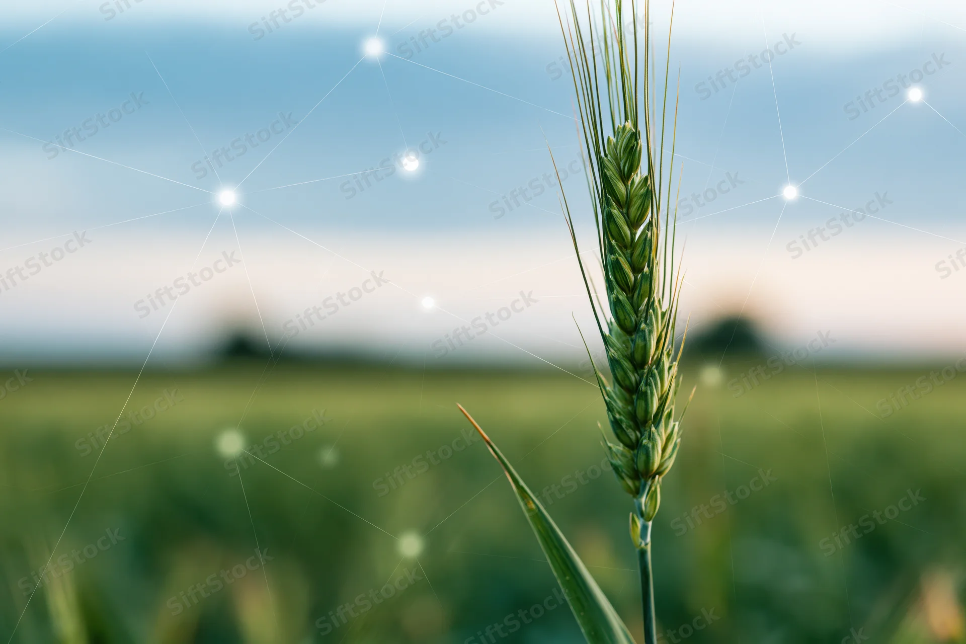 Close-up of a single green wheat ear in a field with digital network overlay