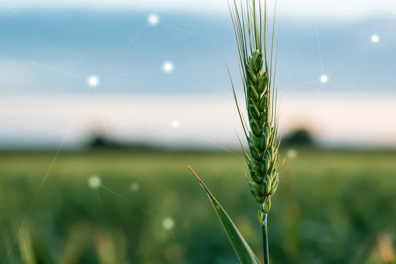 Close-up of a single green wheat ear in a field with digital network overlay