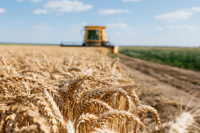 Close-up of ripe golden wheat stalks in a field with a combine harvester in the background during harvest