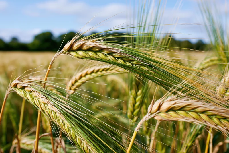 Close-up of ripening barley stalks with heavy seed heads bending in a field