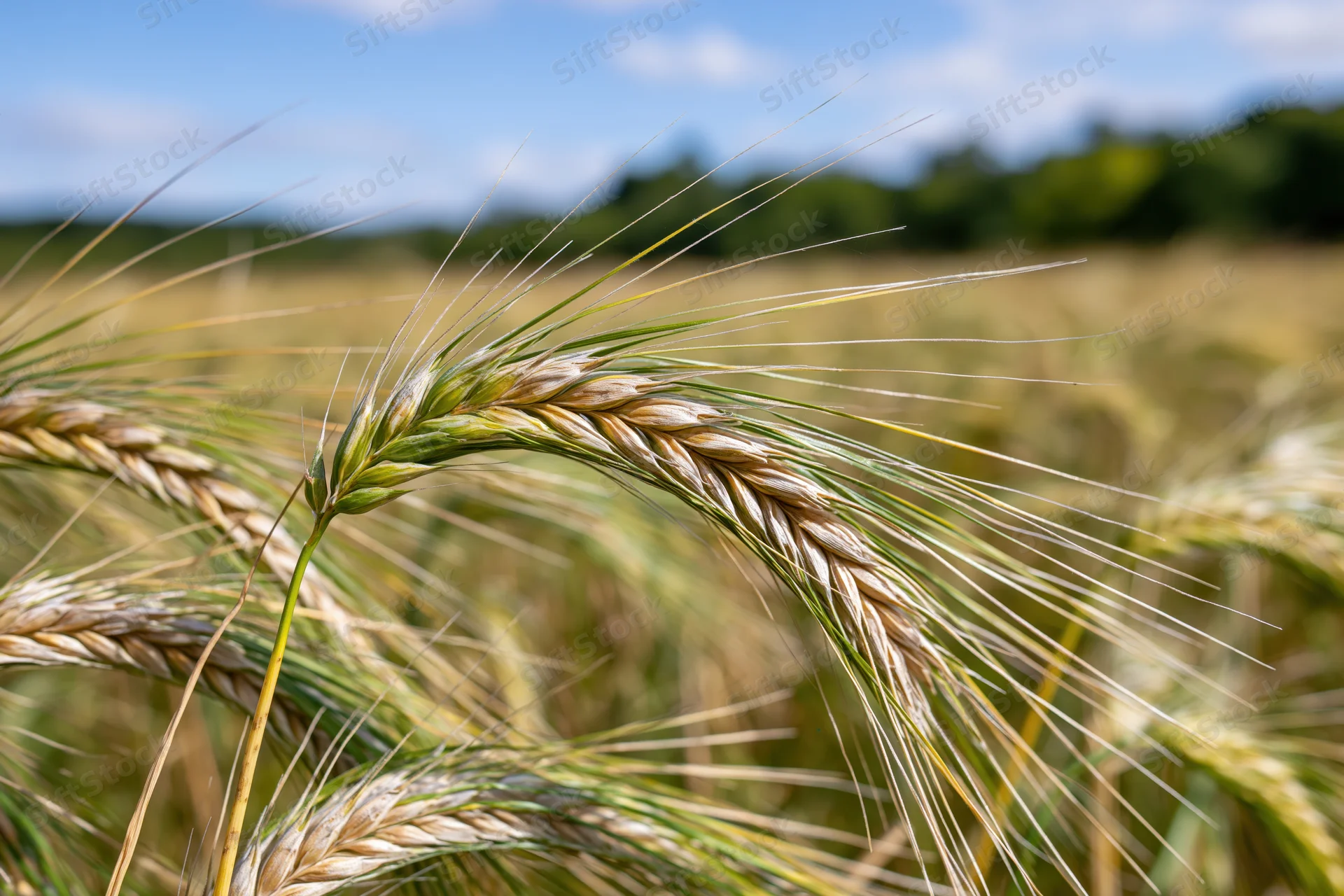 Close-up of ripening barley stalks with heavy seed heads bending in a field under a blue sky
