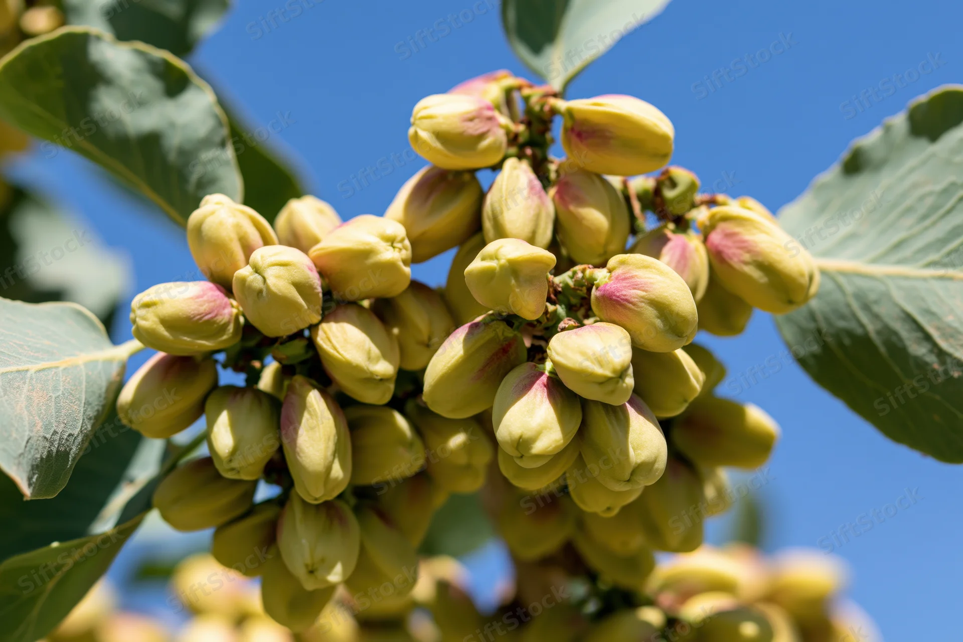 Unripe pistachios clustered on a tree branch against a clear blue sky