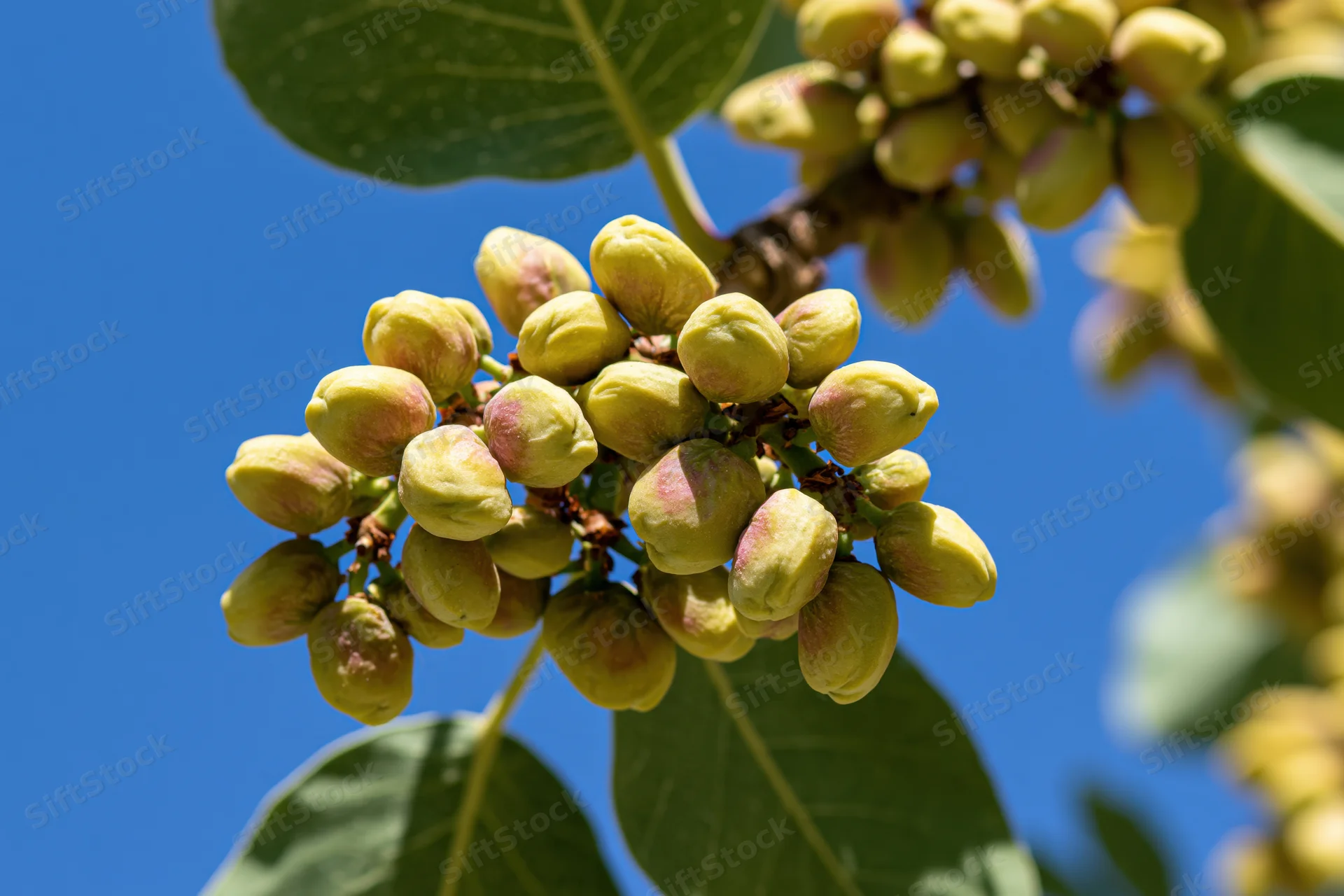 Unripe pistachios clustered on a tree branch against a clear blue sky