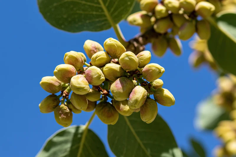 Unripe pistachios clustered on a tree branch against a clear blue sky