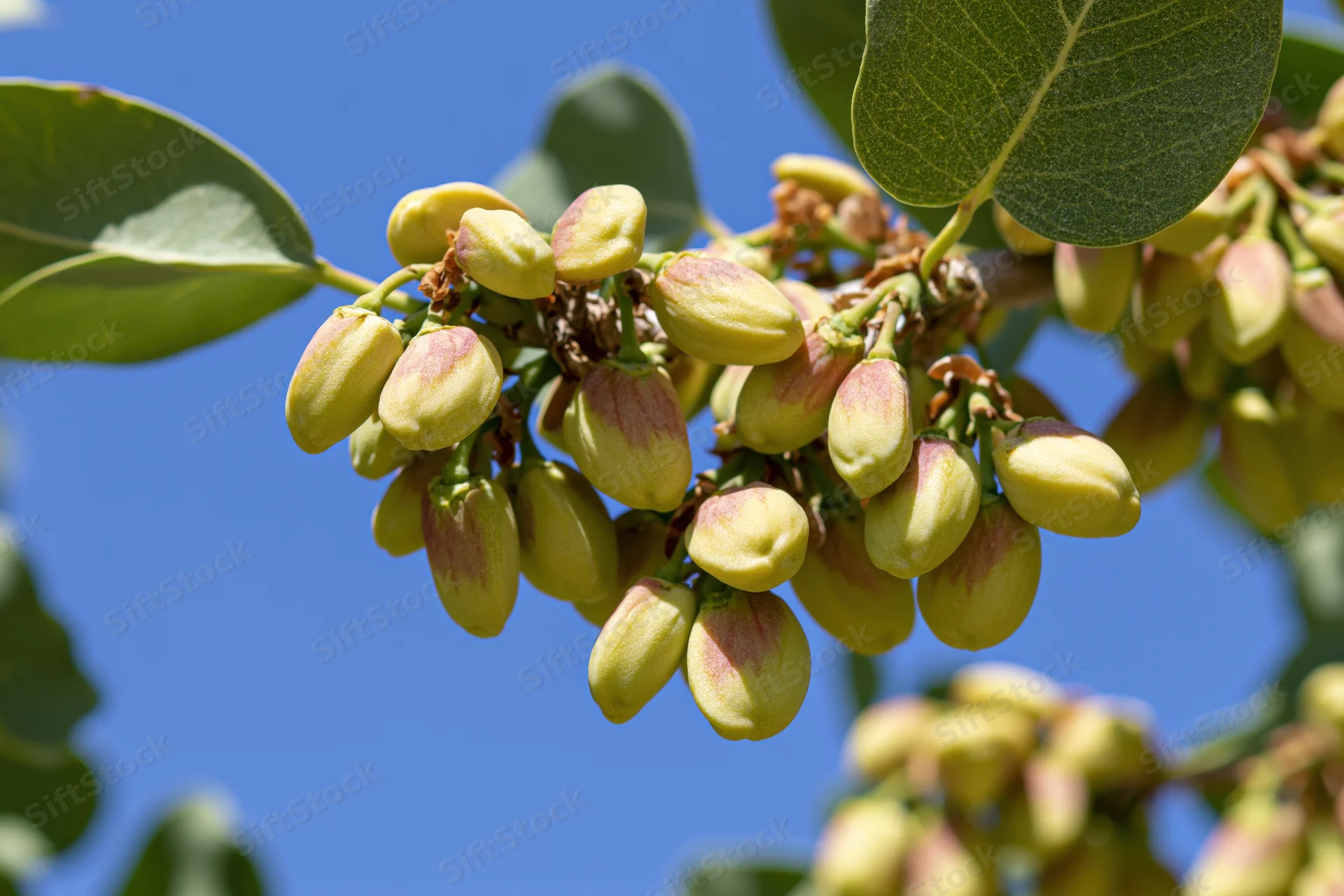 Unripe pistachios clustered on a tree branch against a clear blue sky