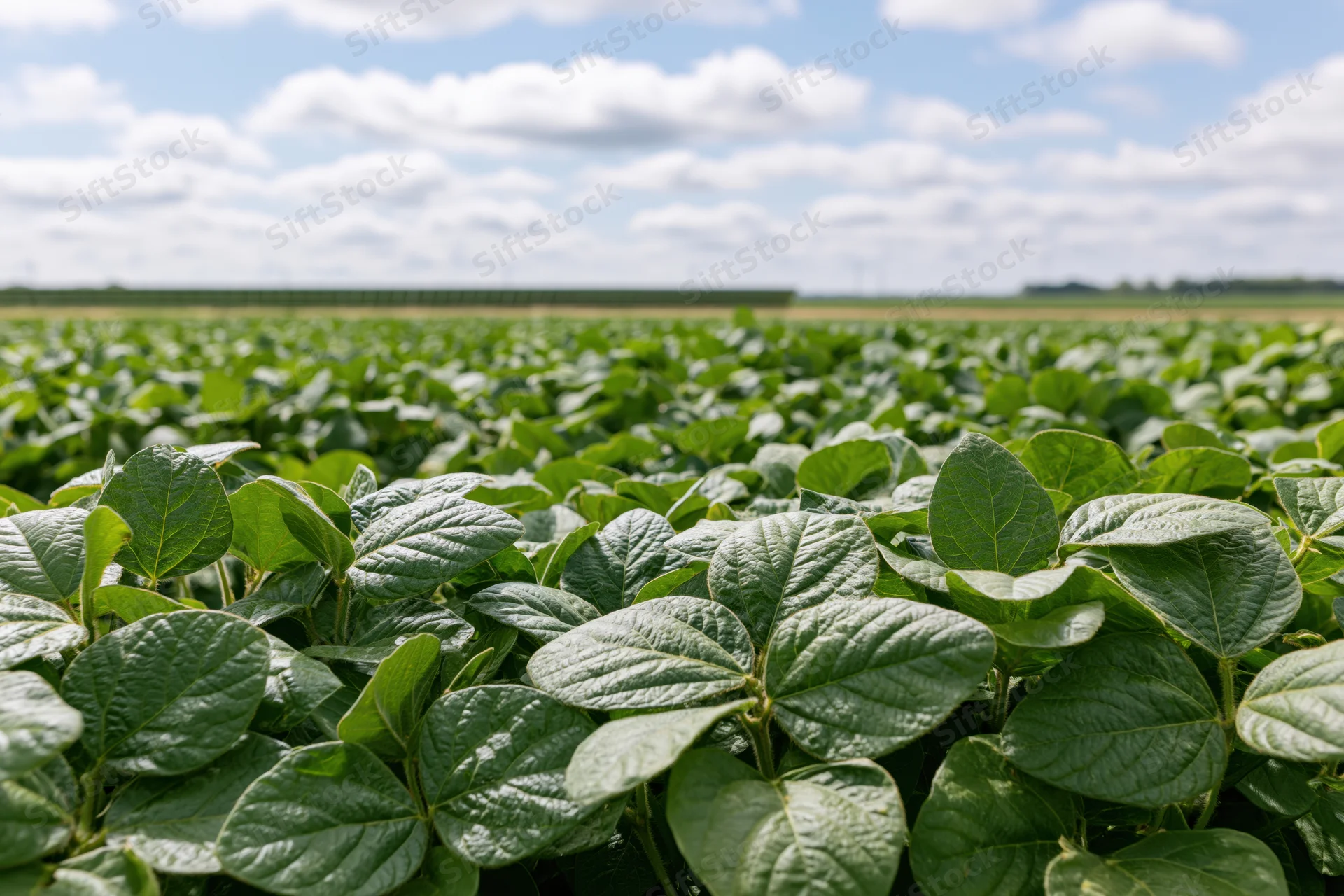 Dense soybean crop growing in a field under a partly cloudy sky