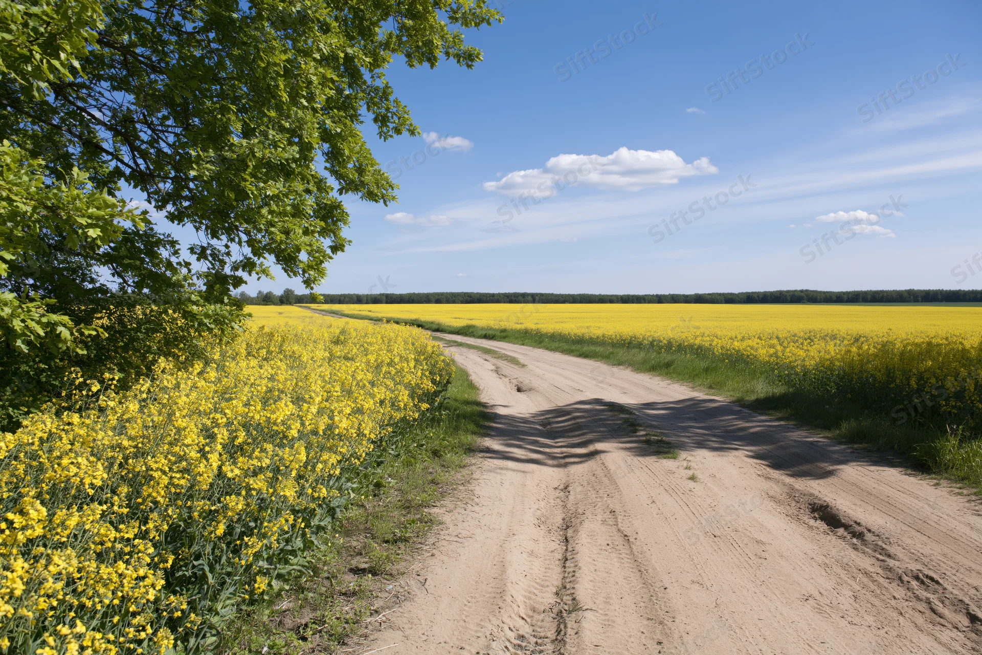 Dirt road curving through a blooming rapeseed field under a blue sky with scattered clouds