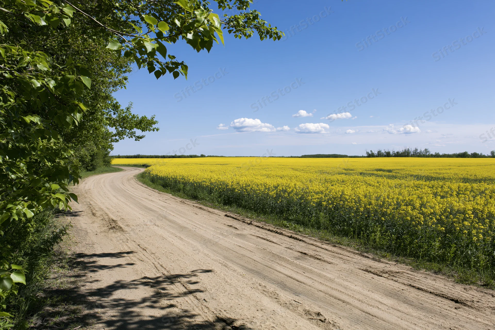 Dirt road curving alongside a vast blooming rapeseed field under a blue sky