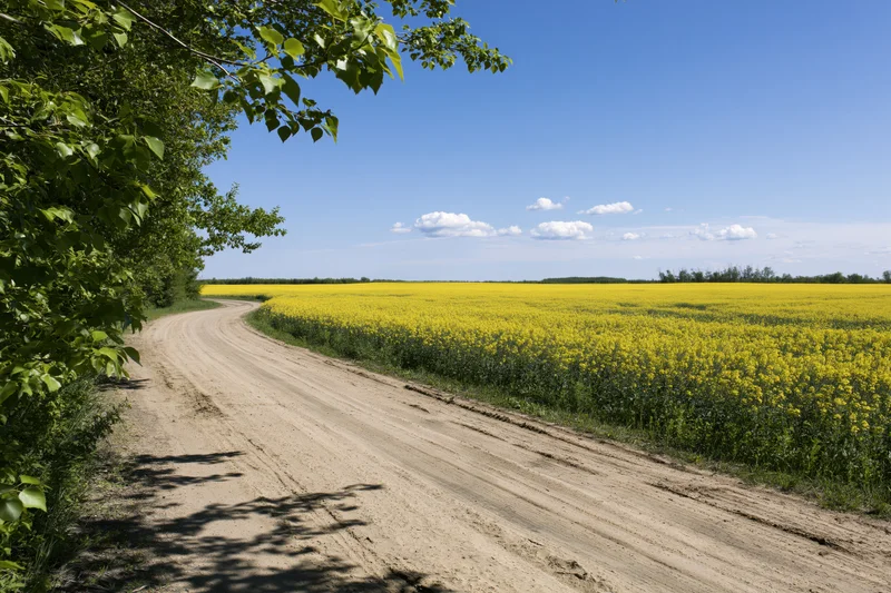 Dirt road curving alongside a vast blooming rapeseed field under a blue sky