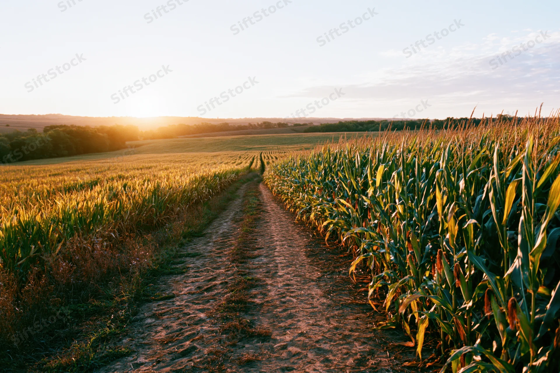 Dirt path running through a vast mature cornfield at sunset