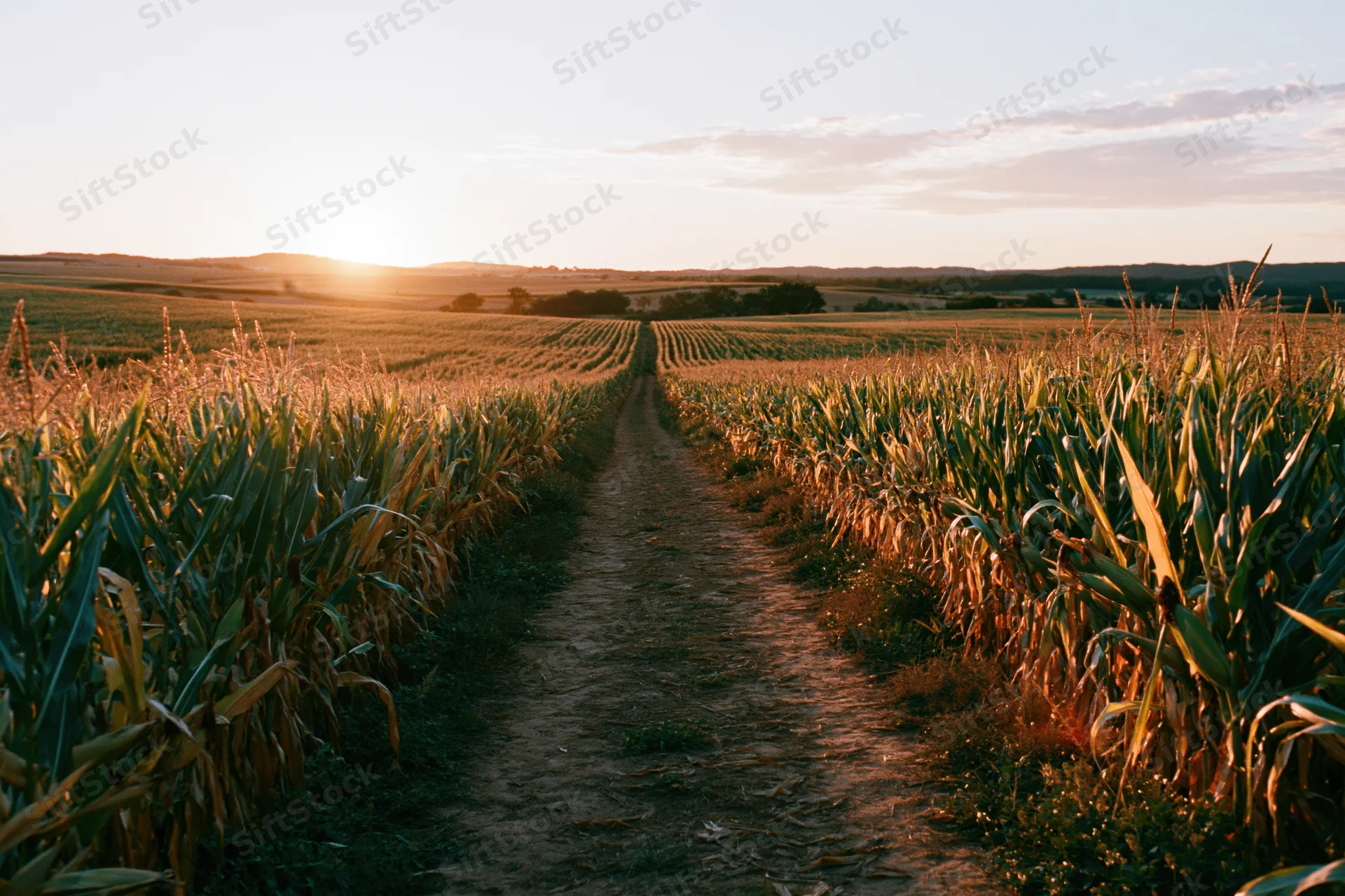 Dirt path running through a mature cornfield at sunset
