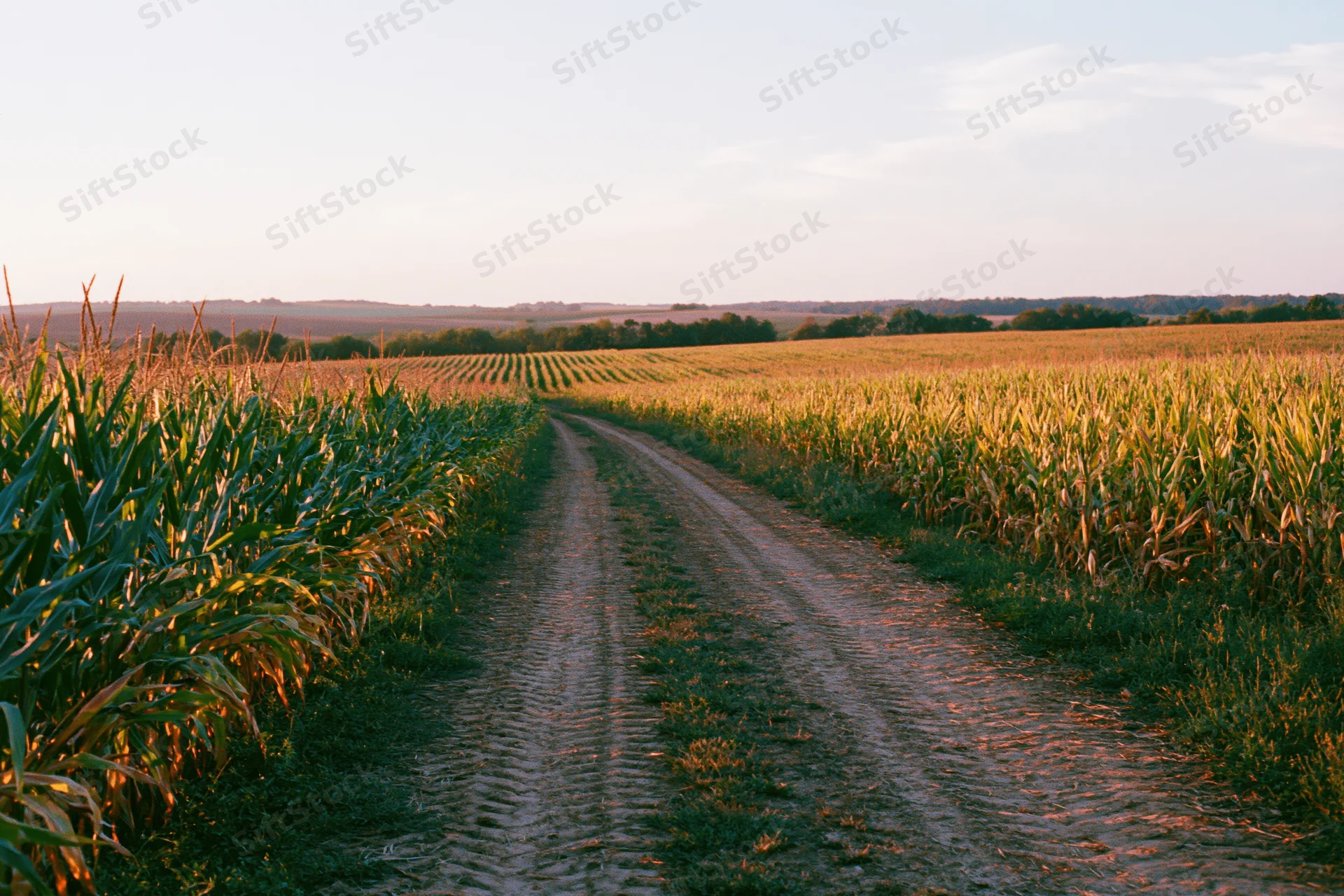 Dirt path winding through a vast mature cornfield at golden hour