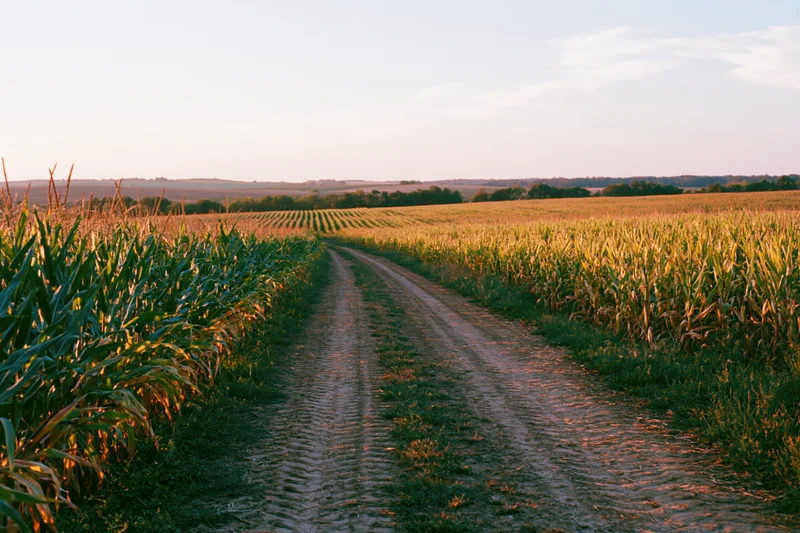 Dirt path winding through a vast mature cornfield at golden hour