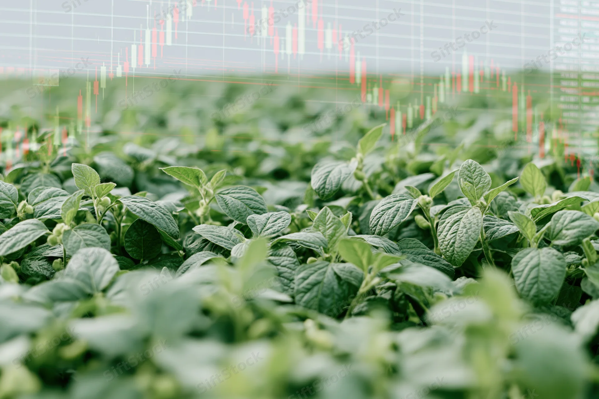 Dense soybean field with digital stock market chart overlaid as double exposure