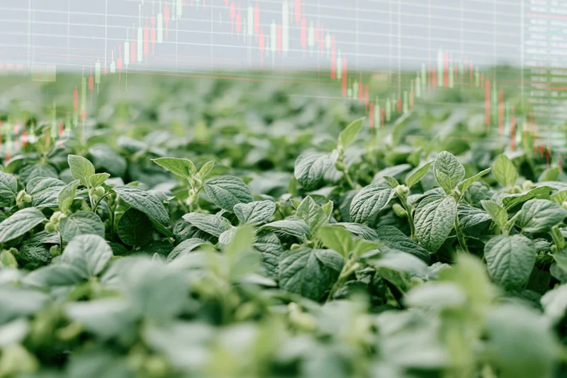 Dense soybean field with digital stock market chart overlaid as double exposure