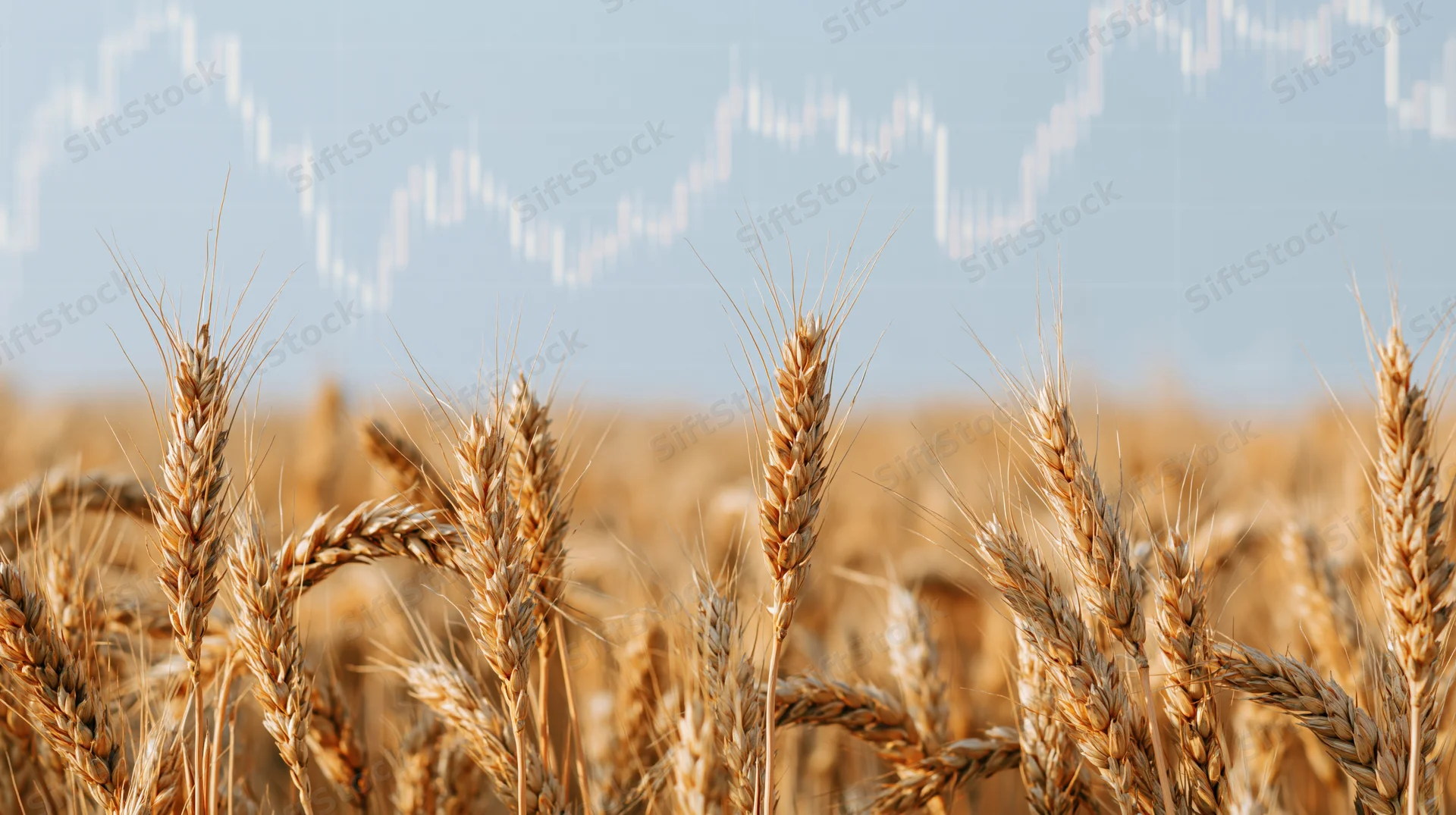 Golden wheat field with overlaid financial graph showing market trends